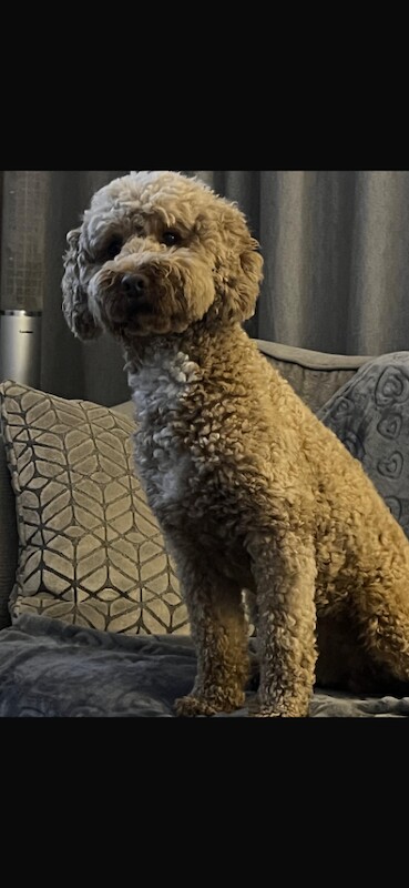 Cockapoo f3 - Image 4 of 4