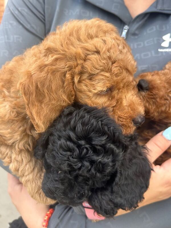 Cockapoo fb1