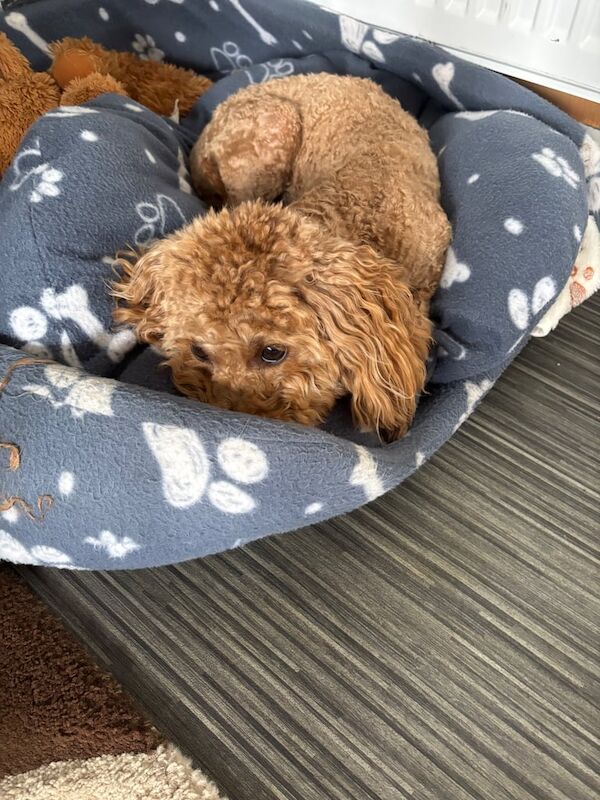 Cockapoo puppies for sale in Keith, Banffshire – 1 year old