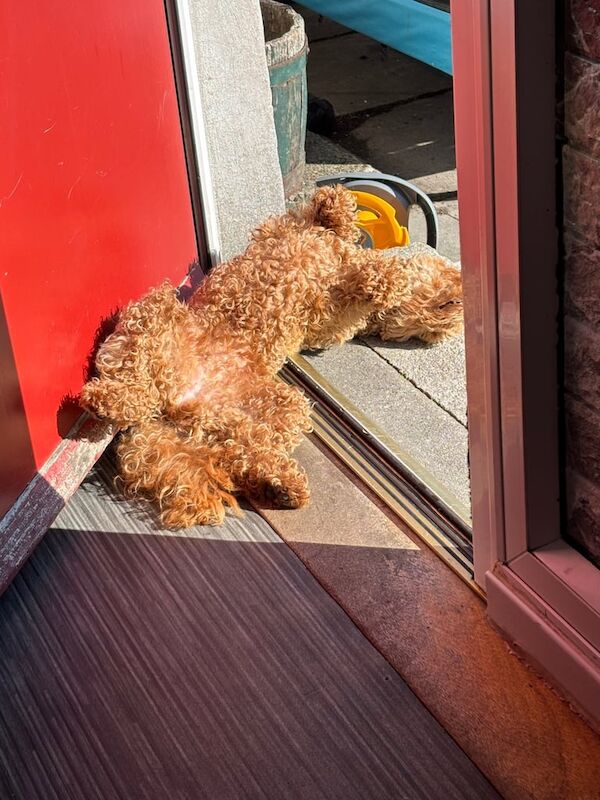 Cockapoo puppies for sale in Keith, Banffshire – 1 year old - Image 3 of 3
