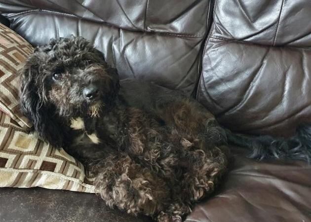 Cockapoo female looking for a new home for sale in North Watford, Hertfordshire