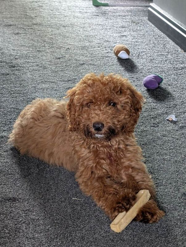 Cockapoo female puppy