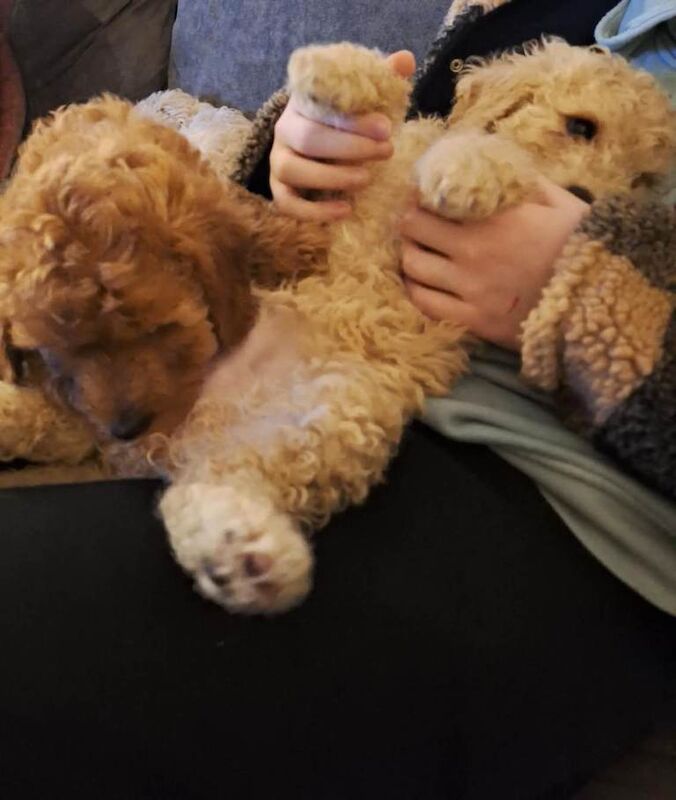 Cockapoo puppies for sale in Warrenpoint, County Down – 9 weeks old