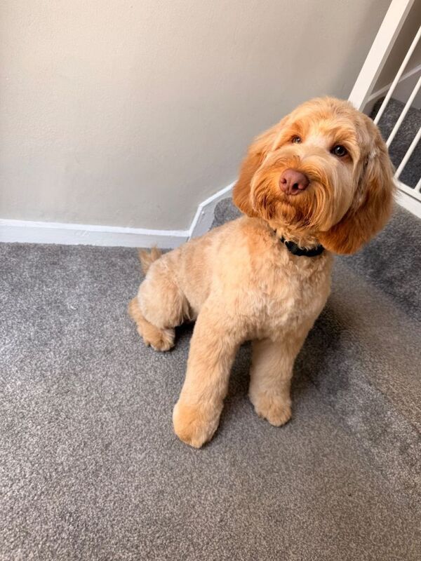 Cockapoo for re homing