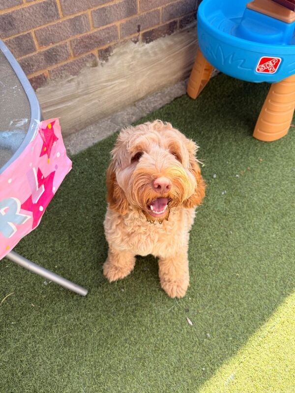 Cockapoo for re homing - Image 2 of 5