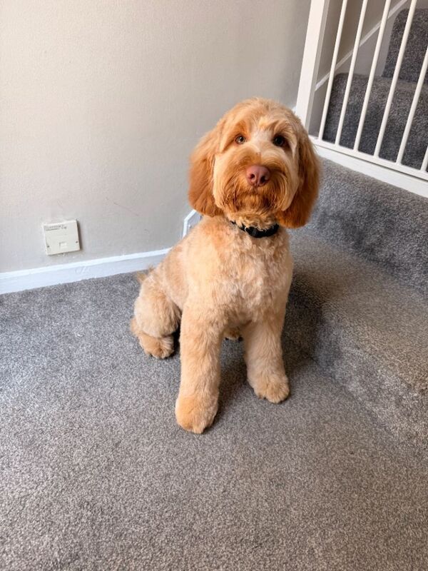 Cockapoo for re homing - Image 3 of 5