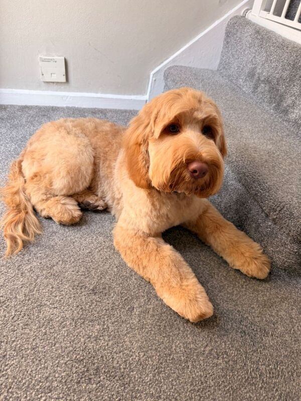 Cockapoo for re homing - Image 4 of 5