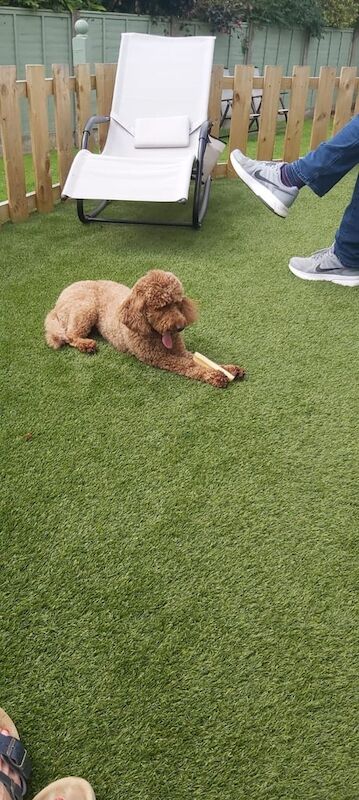 Cockapoo puppies for sale in Wishaw, Lanarkshire – 3 years old