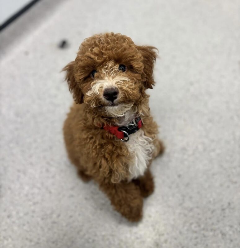 Brown/Chocolate Cockapoo puppies for sale in Moreton-in-Marsh, Gloucestershire – 3 months old