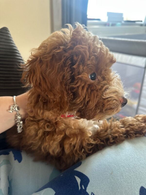 Cockapoo puppies for sale in Moreton-in-Marsh, Gloucestershire – 3 months old - Image 2 of 3