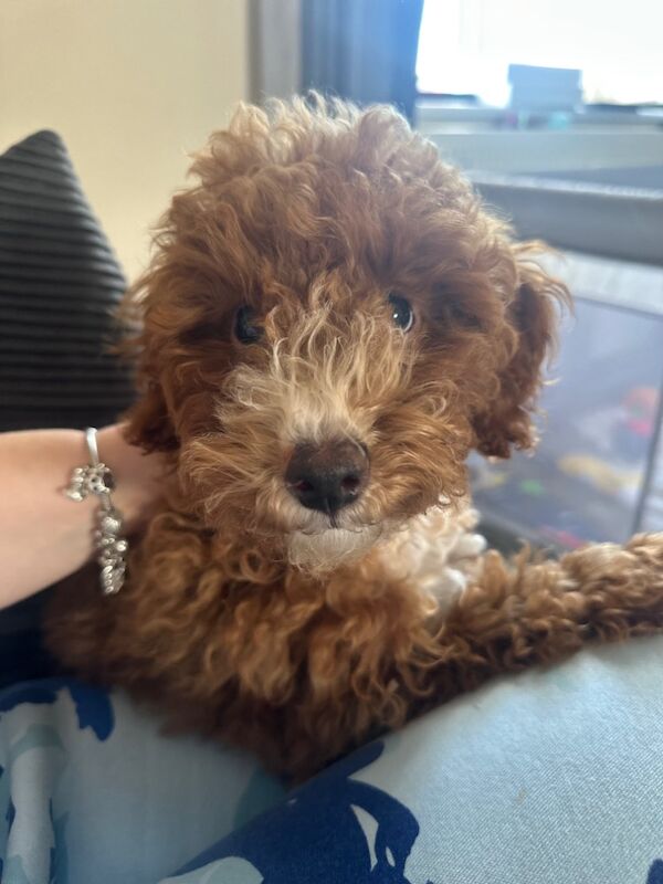 Cockapoo puppies for sale in Moreton-in-Marsh, Gloucestershire – 3 months old - Image 3 of 3