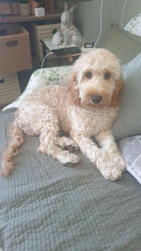Cockapoo for sale £400
