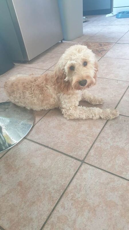 Cockapoo for sale £400 - Image 2 of 2