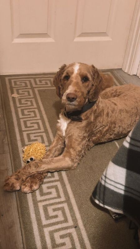 Cockapoo Puppies For Sale