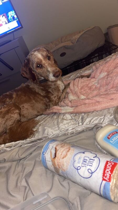 Cockapoo for sale - Image 2 of 3