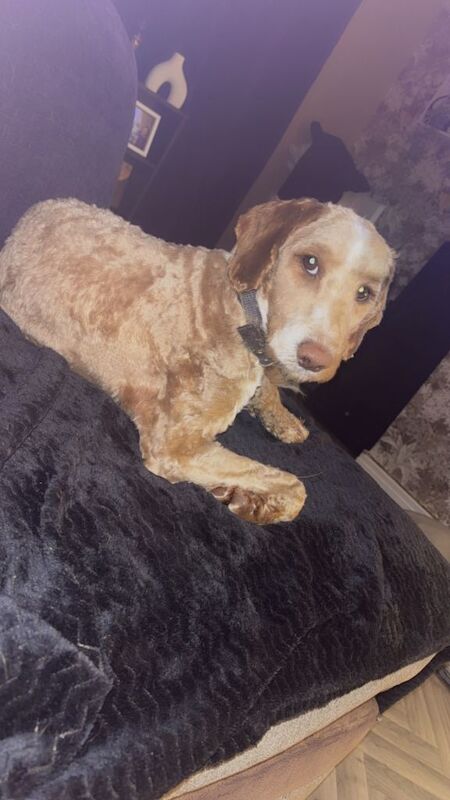 Cockapoo for sale - Image 3 of 3