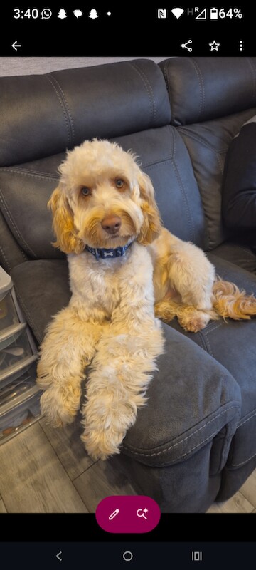 Cockapoo for sale - Image 2 of 3
