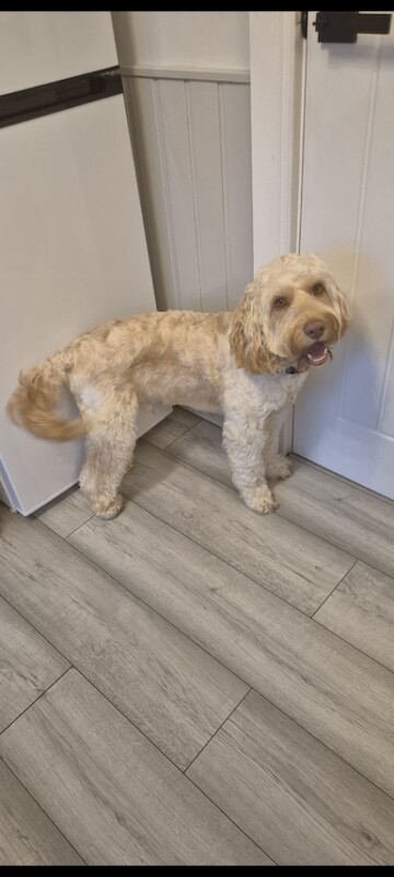 Cockapoo for sale - Image 3 of 3