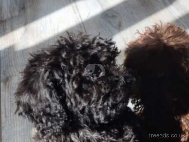 Cockapoo puppies for sale in Hessle, West Yorkshire – 1 year old - Image 4 of 5