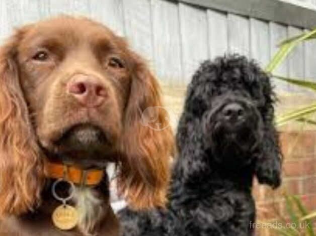 Cockapoo puppies for sale in Hessle, West Yorkshire – 1 year old - Image 5 of 5