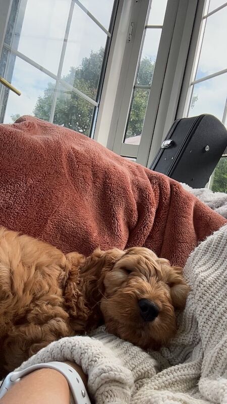 Cockapoo puppies for sale in Dungannon, County Tyrone – 10 weeks old