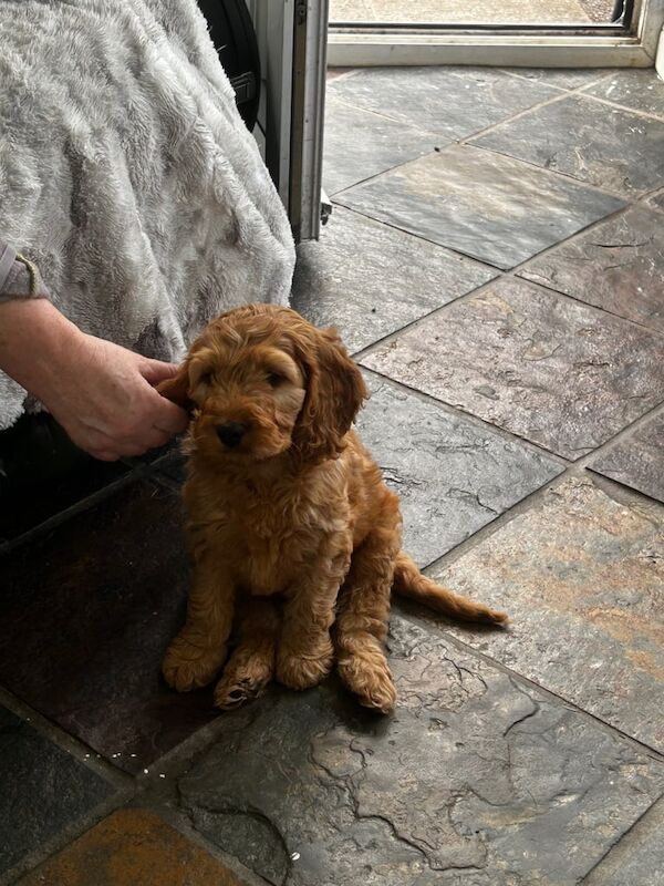 Cockapoo puppies for sale in Dungannon, County Tyrone – 10 weeks old - Image 2 of 3