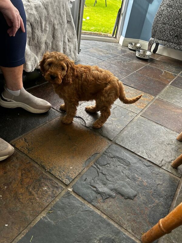 Cockapoo puppies for sale in Dungannon, County Tyrone – 10 weeks old - Image 3 of 3