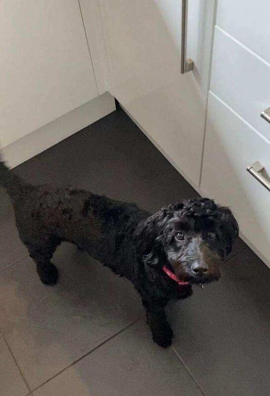 Cockapoo girl - Image 1 of 3