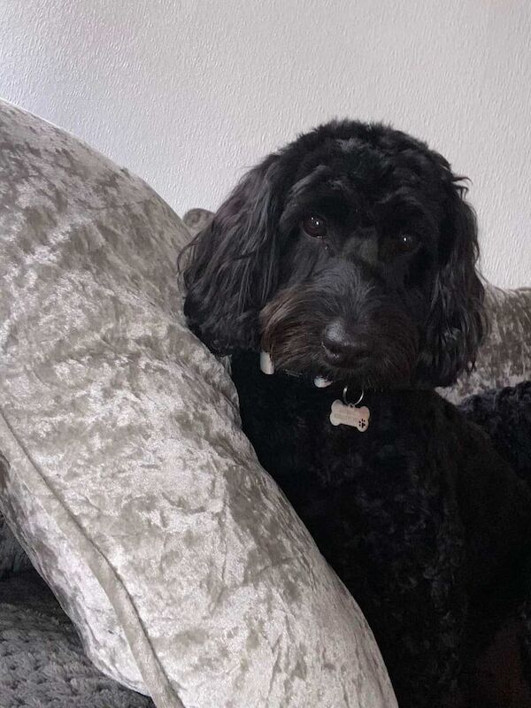 Cockapoo girl - Image 2 of 3