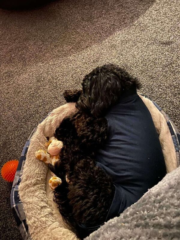 Cockapoo girl - Image 3 of 3