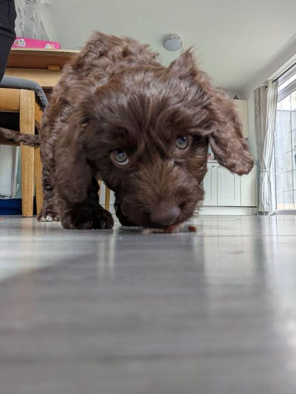 Cockapoo girl