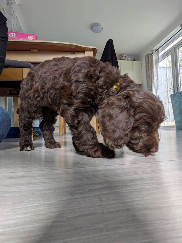 Cockapoo girl - Image 2 of 5