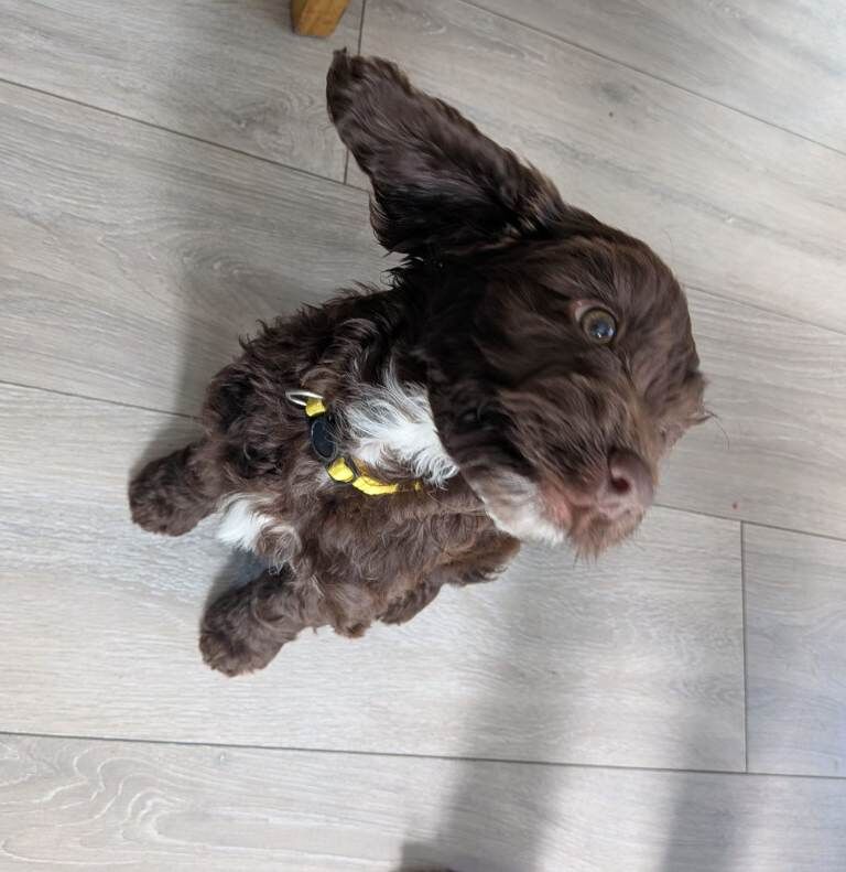 Cockapoo girl - Image 3 of 5