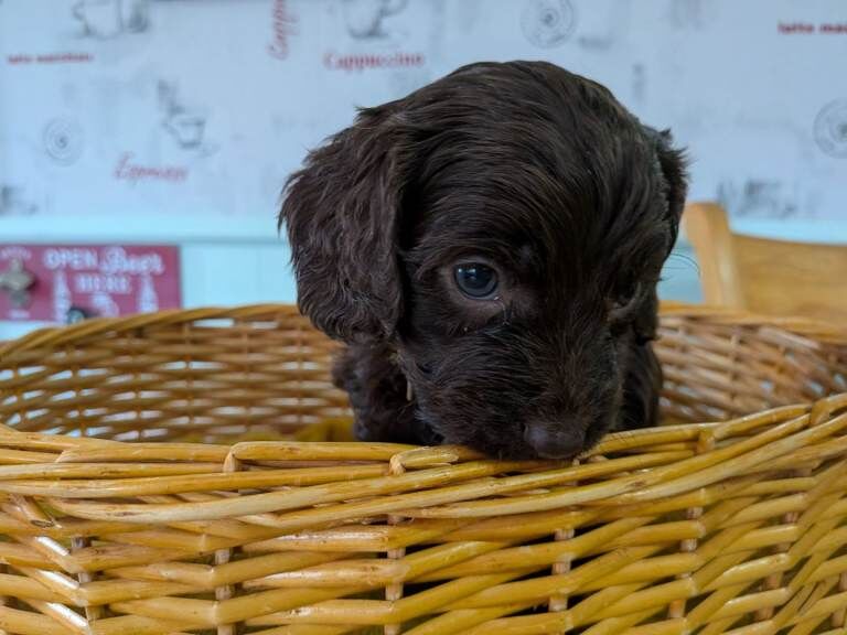Cockapoo girl - Image 4 of 5