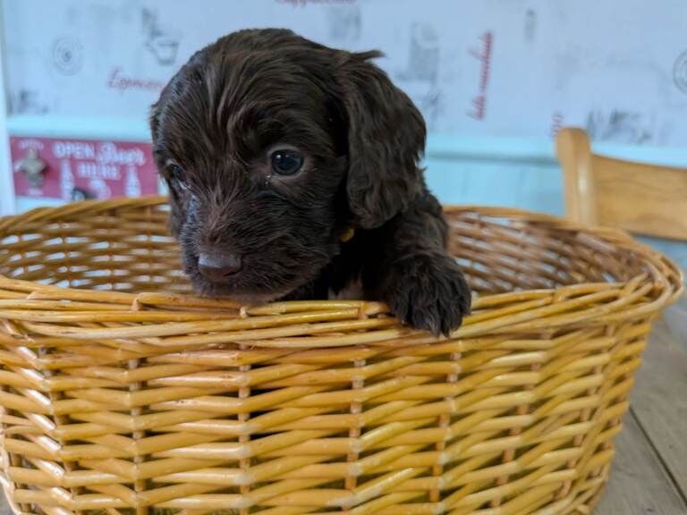 Cockapoo girl - Image 5 of 5