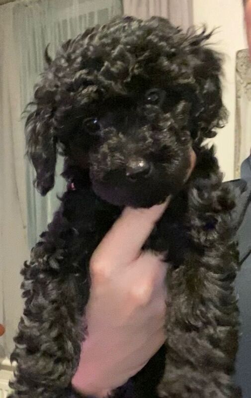 Cockapoo girl pup. - Image 2 of 4