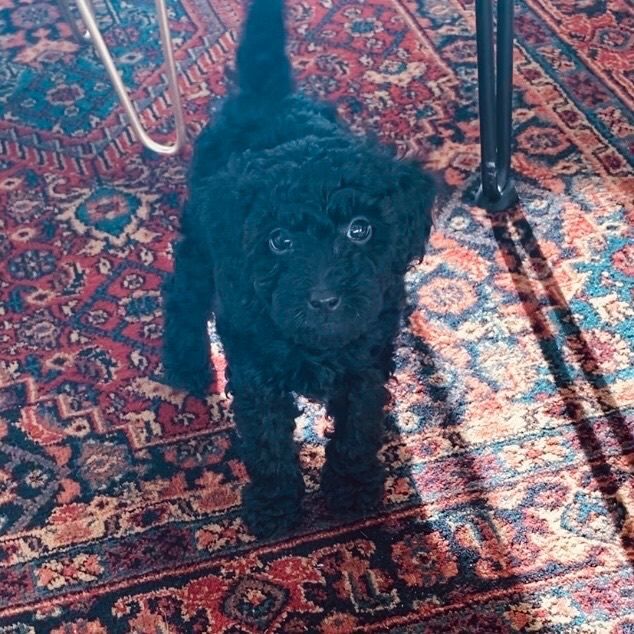 Cockapoo girl pup. - Image 3 of 4