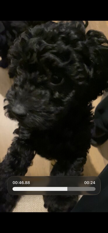 Cockapoo girl pup. - Image 4 of 4