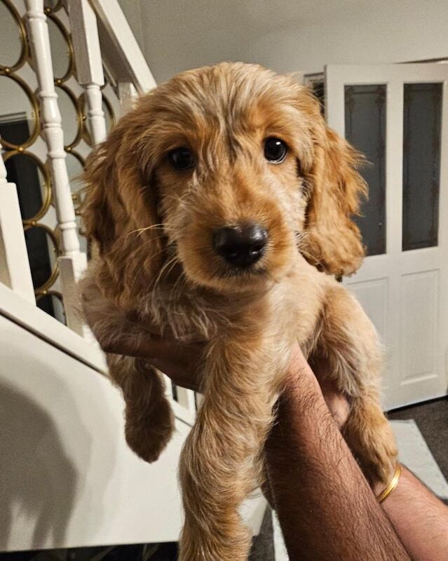 Cockapoo puppies for sale in Failsworth, Greater Manchester β 9 weeks old