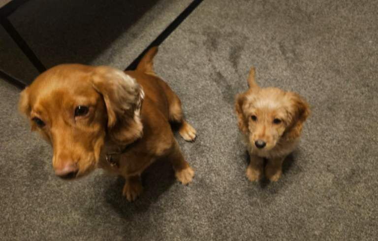 Cockapoo puppies for sale in Failsworth, Greater Manchester – 9 weeks old - Image 3 of 3