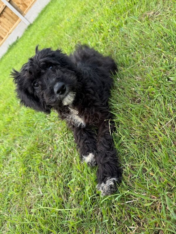 Cockapoo Girl puppy