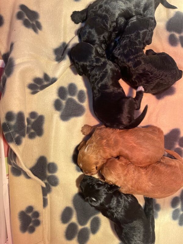 Cockapoo puppies for sale in Rochester, Kent – KC registered, 3 weeks old - Image 2 of 5