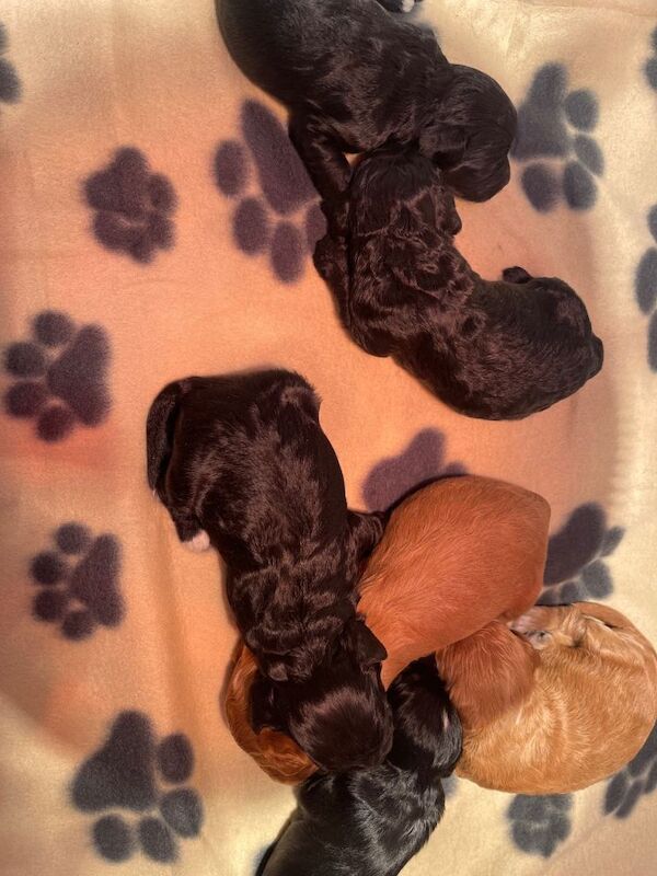 Cockapoo puppies for sale in Rochester, Kent – KC registered, 3 weeks old - Image 3 of 5