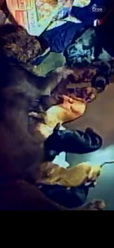 Cockapoo puppies for sale in Rochester, Kent – KC registered, 3 weeks old - Image 4 of 5