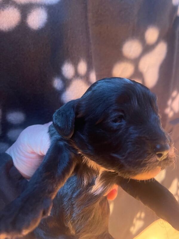 Cockapoo puppies for sale in Rochester, Kent – KC registered, 3 weeks old - Image 5 of 5