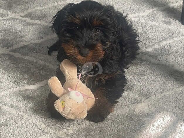 Cockapoo puppies for sale in Bridgend – 1 year old - Image 1 of 5