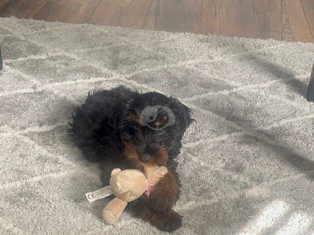 Cockapoo puppies for sale in Bridgend – 1 year old - Image 2 of 5