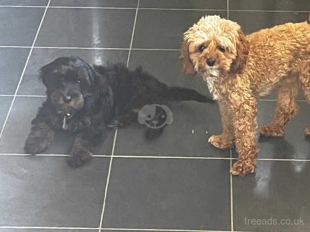 Cockapoo puppies for sale in Bridgend – 1 year old - Image 3 of 5