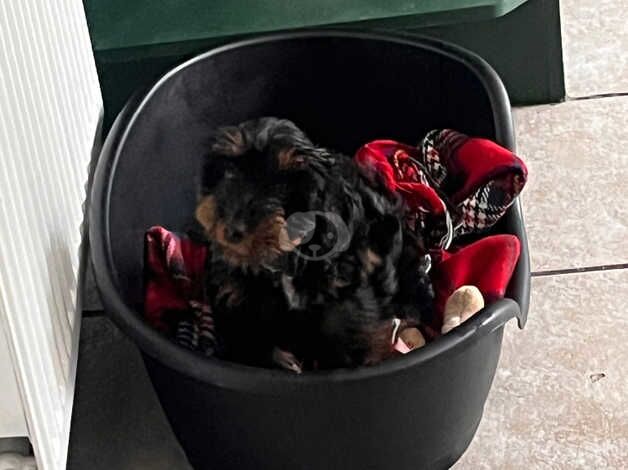 Cockapoo puppies for sale in Bridgend – 1 year old - Image 4 of 5