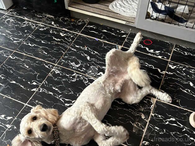 Cockapoo puppies for sale in Kidderminster, Worcestershire – 2 years old - Image 2 of 5